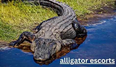 Alligator scorts 00 and for a h $126